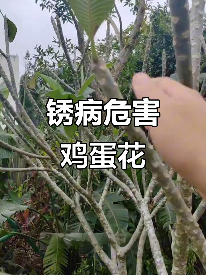 鸡蛋花叶片长斑,原来是这种真菌病害在作怪