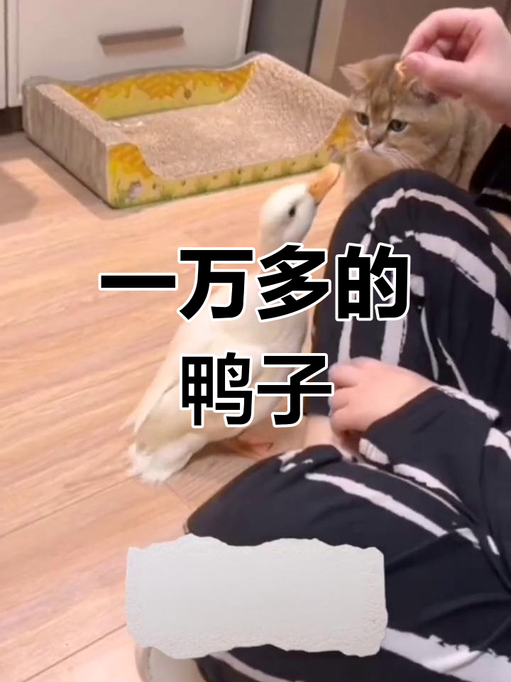 柯尔鸭为何如此昂贵?