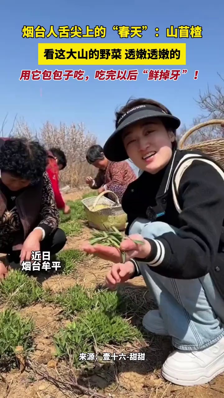 烟台人舌尖上的“春天”:山苜楂,看这大山的野菜,透嫩透嫩的,用它包包子吃,吃完以后“鲜掉牙