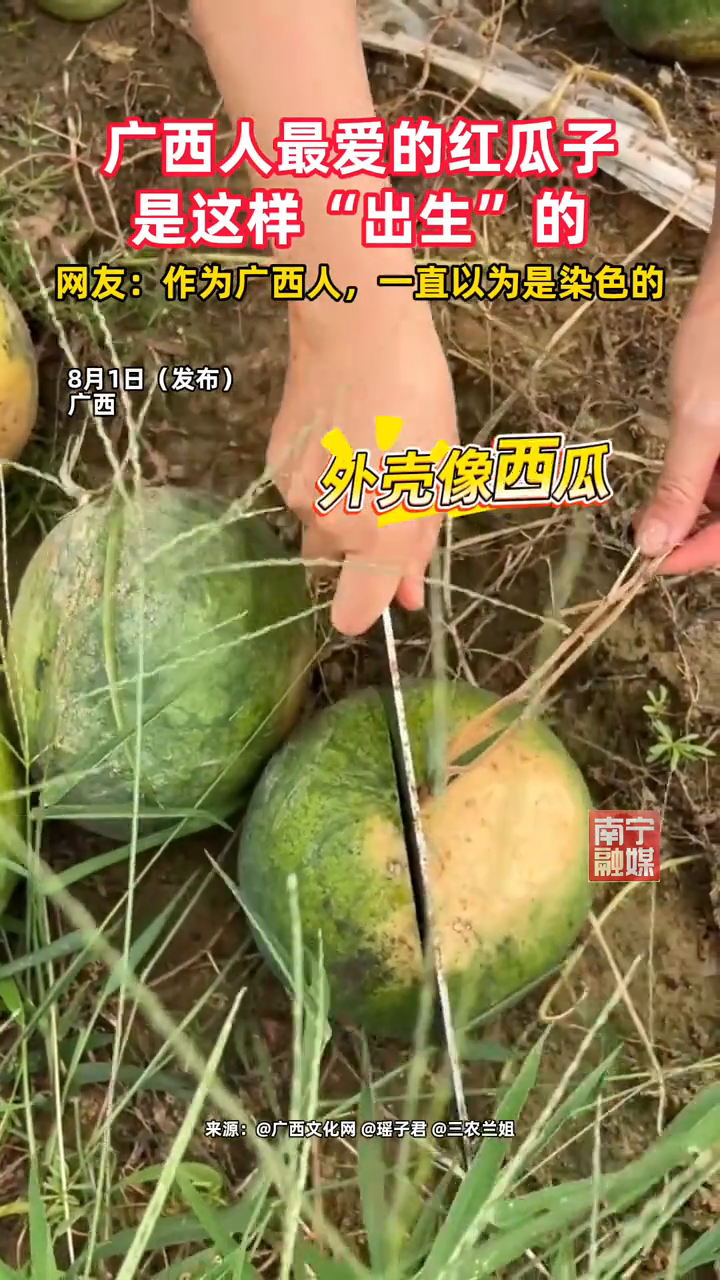 广西人最爱的红瓜子是这样来的!这是你家的必备零食吗?
