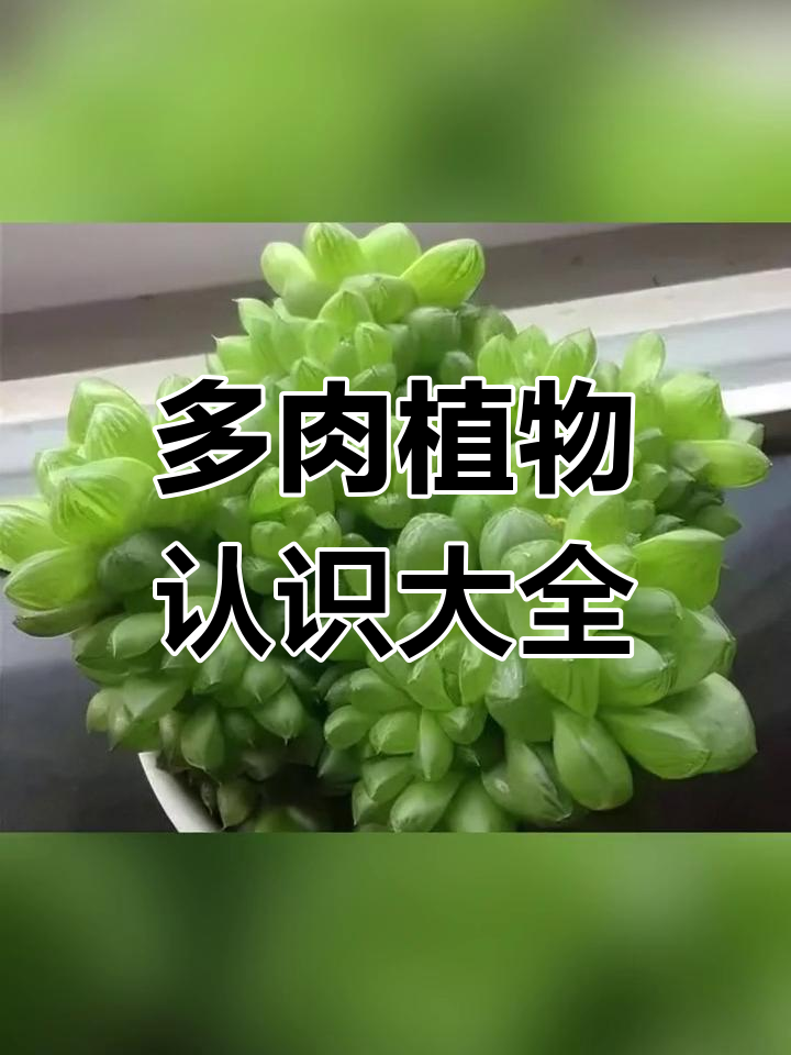 认识多肉植物:观音莲、桃美人等经典品种大揭秘