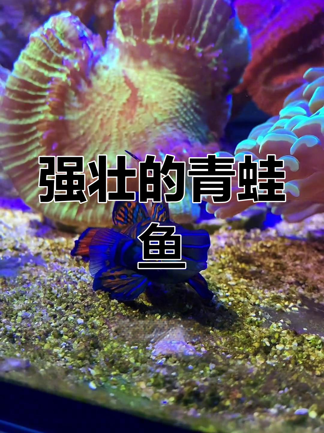 青蛙鱼:珊瑚缸中的美味捕食者