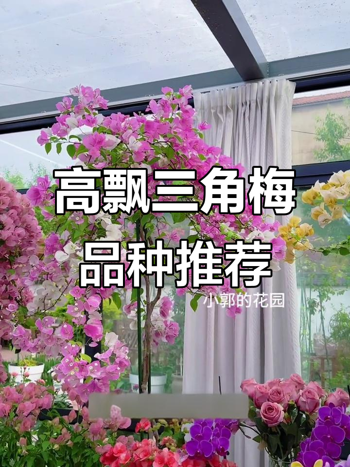 适合做高飘的三角梅品种推荐,椰子冰、蜡染粉情等五颗星勤花