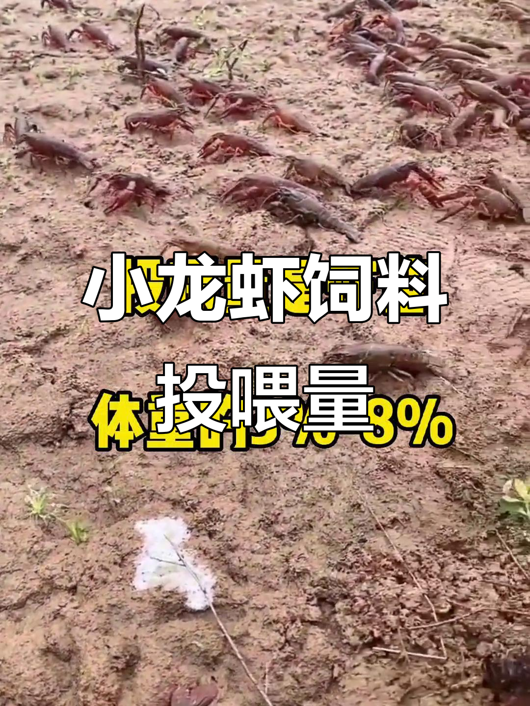 小龙虾饲料投喂技巧,避免浪费和水质恶化