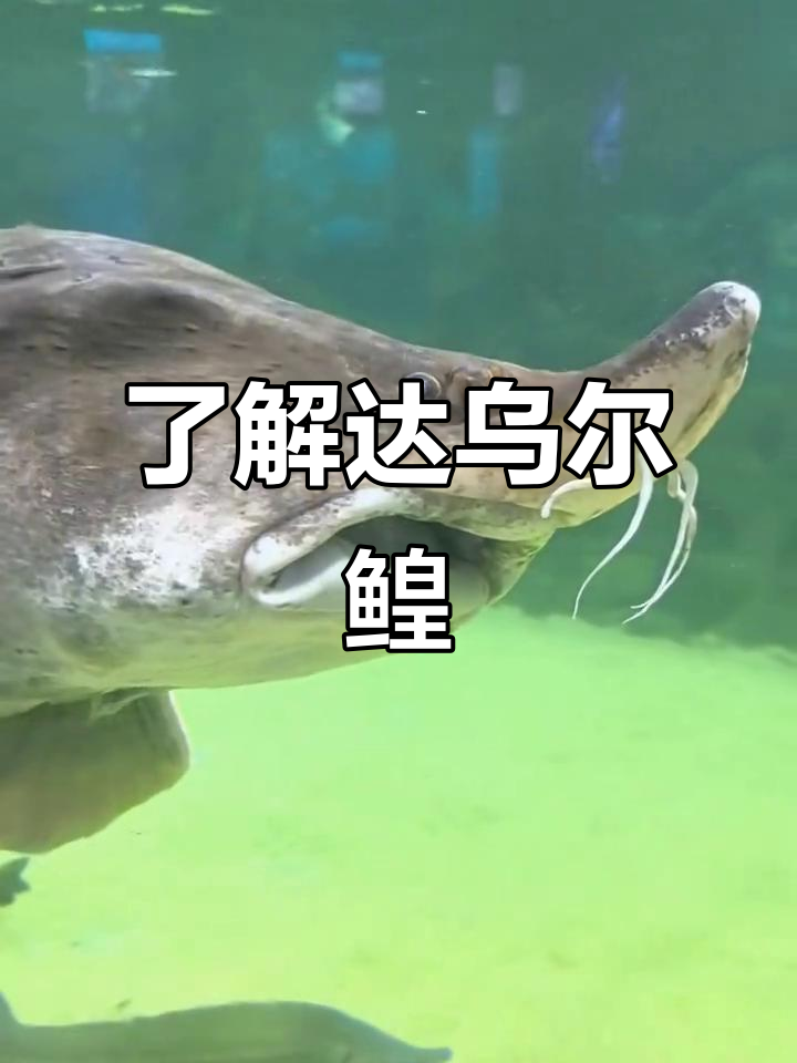 达乌尔鳇:濒危的鱼子酱之王,如何保护它们?