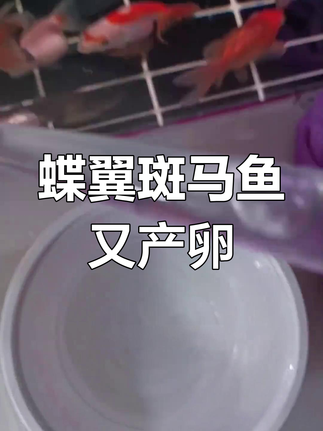 蝶翼斑马鱼频繁产卵,孵化过程全程记录