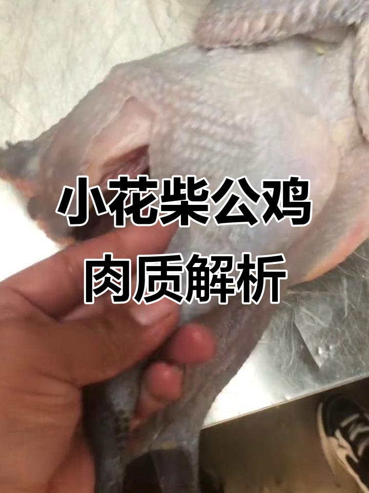 散养小花柴公鸡:三斤左右,运动量足,肉质紧实无肥油