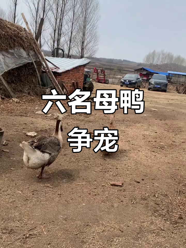 七只鸭子六位嫔妃，公鸭失踪急寻！