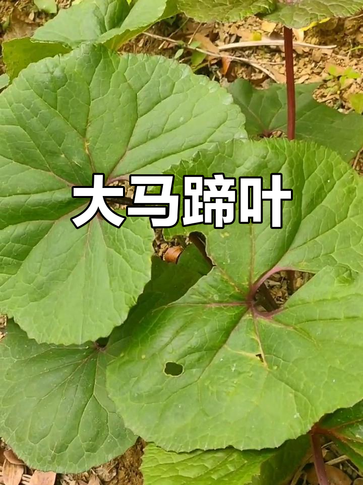 大马蹄叶,高茎直立,花色美丽,生长于水沟旁