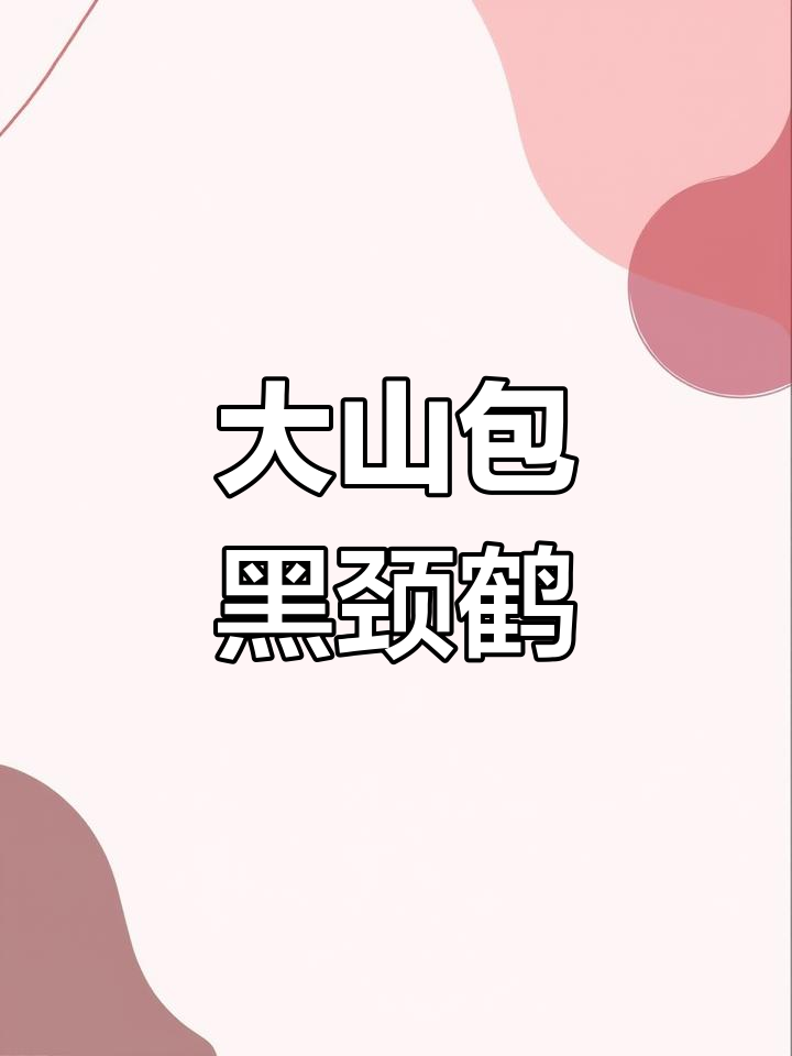 黑颈鹤雪中舞动,云南大山包奇景