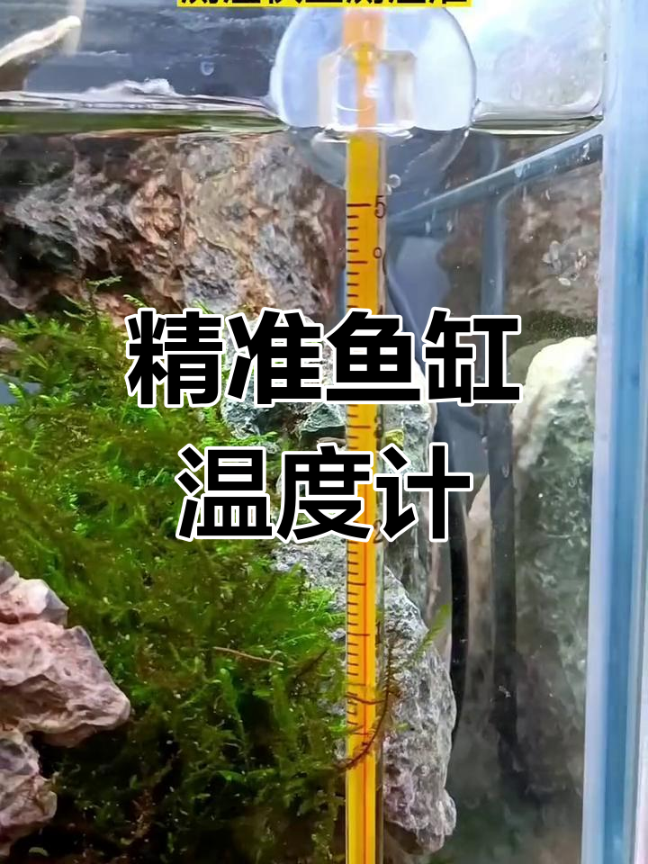 鱼缸温度计的重要性与选购指南