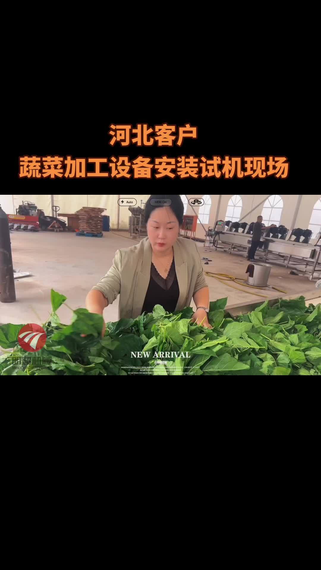 河北客户蔬菜粉加工设备安装试机现场客户非常满意 桑叶粉加工设备 蔬菜叶清洗漂烫流水线 桑叶