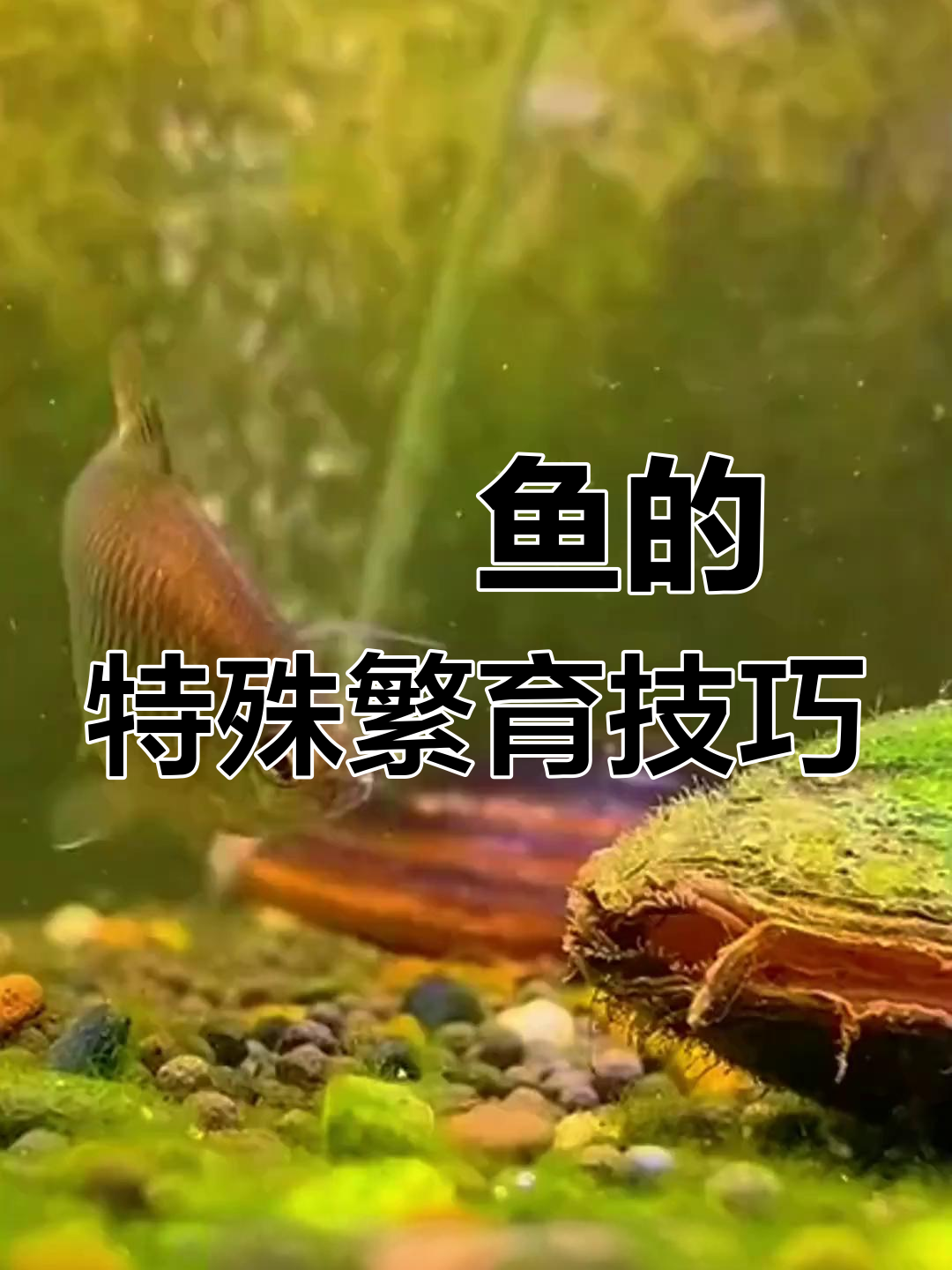鳑鲏鱼独特繁殖方式:河蚌代孕,公母配合完美