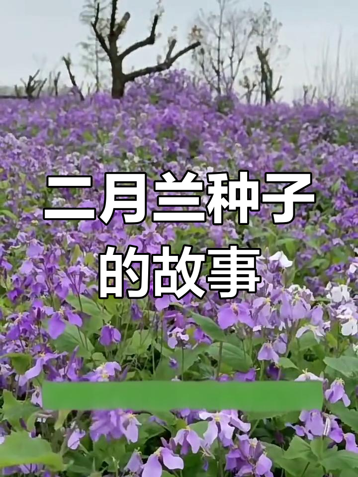 二月兰种子:从播种到开花,了解诸葛菜的成长历程