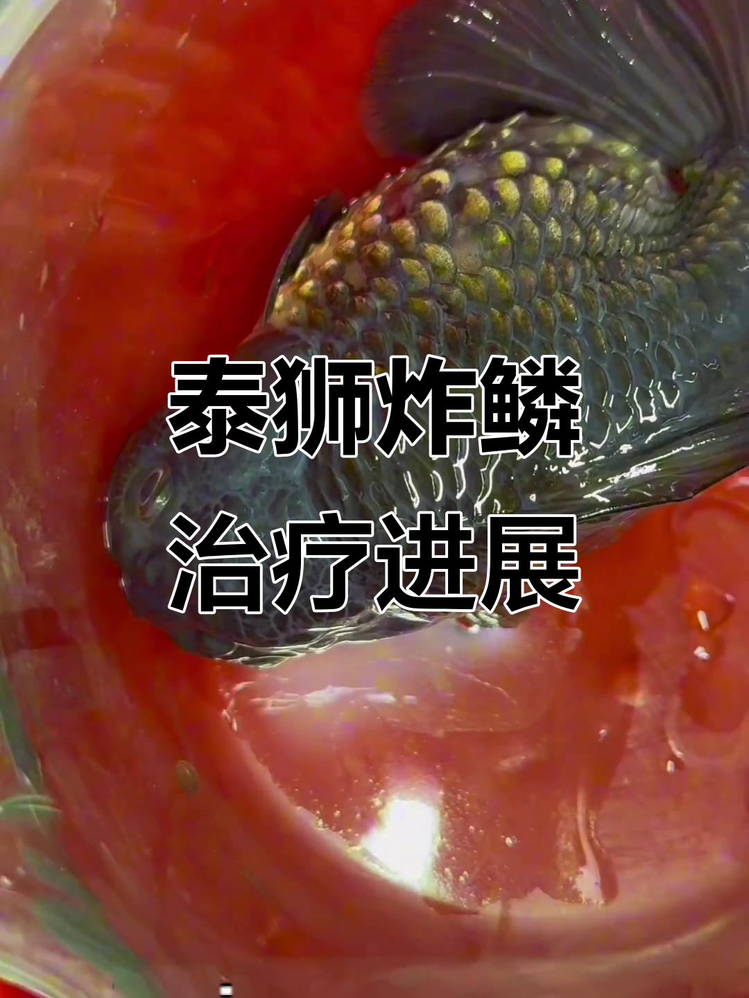 泰狮炸鳞急救,鱼鳞掉落让人心碎