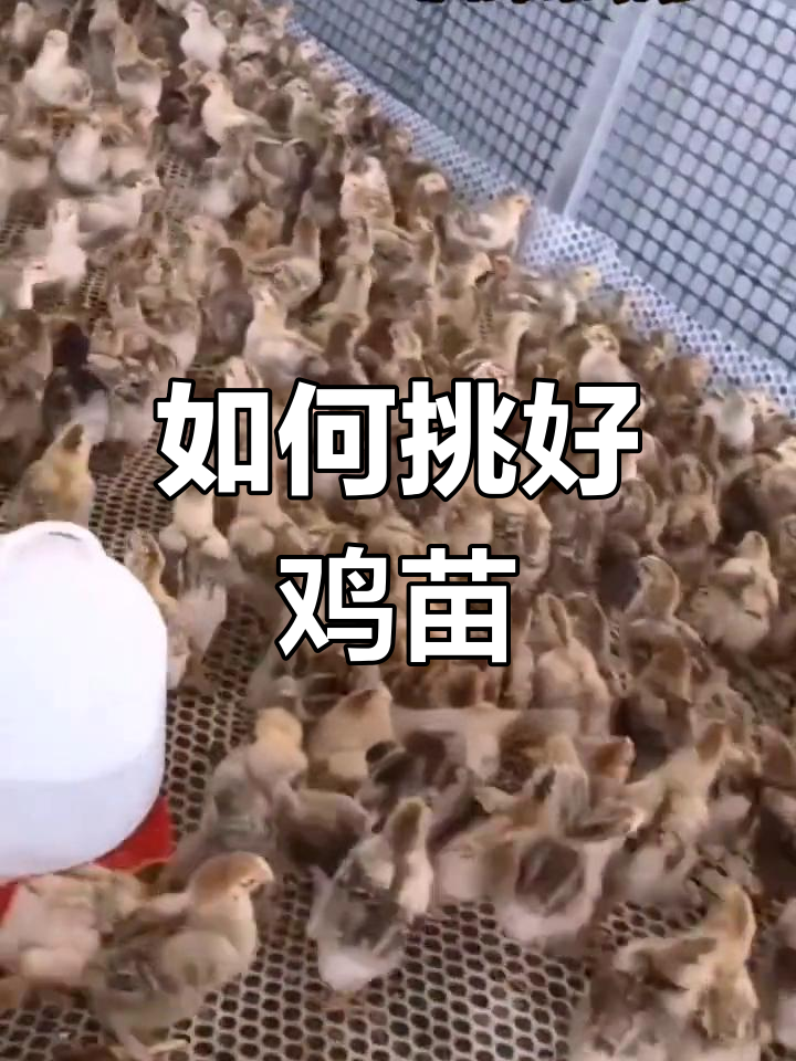 挑选优质鸡苗的四个关键点,教你如何选对品种