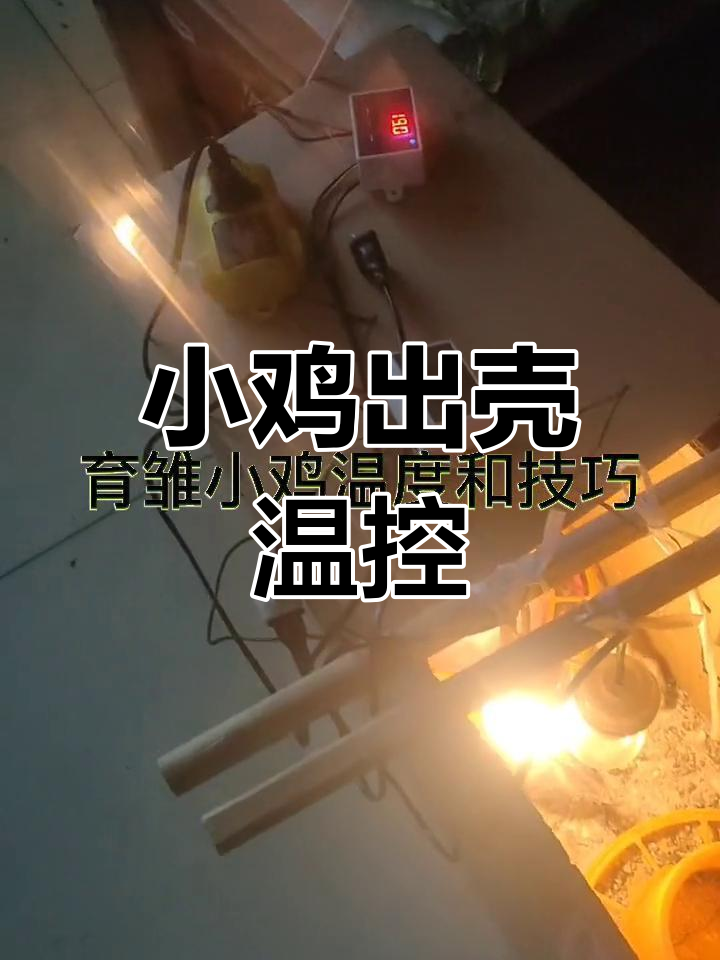 水床孵化器,小鸡破壳后适宜温度32-36度