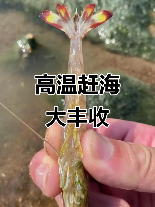 35度高温下抓海鲜,狼鱼、基尾虾等一网打尽