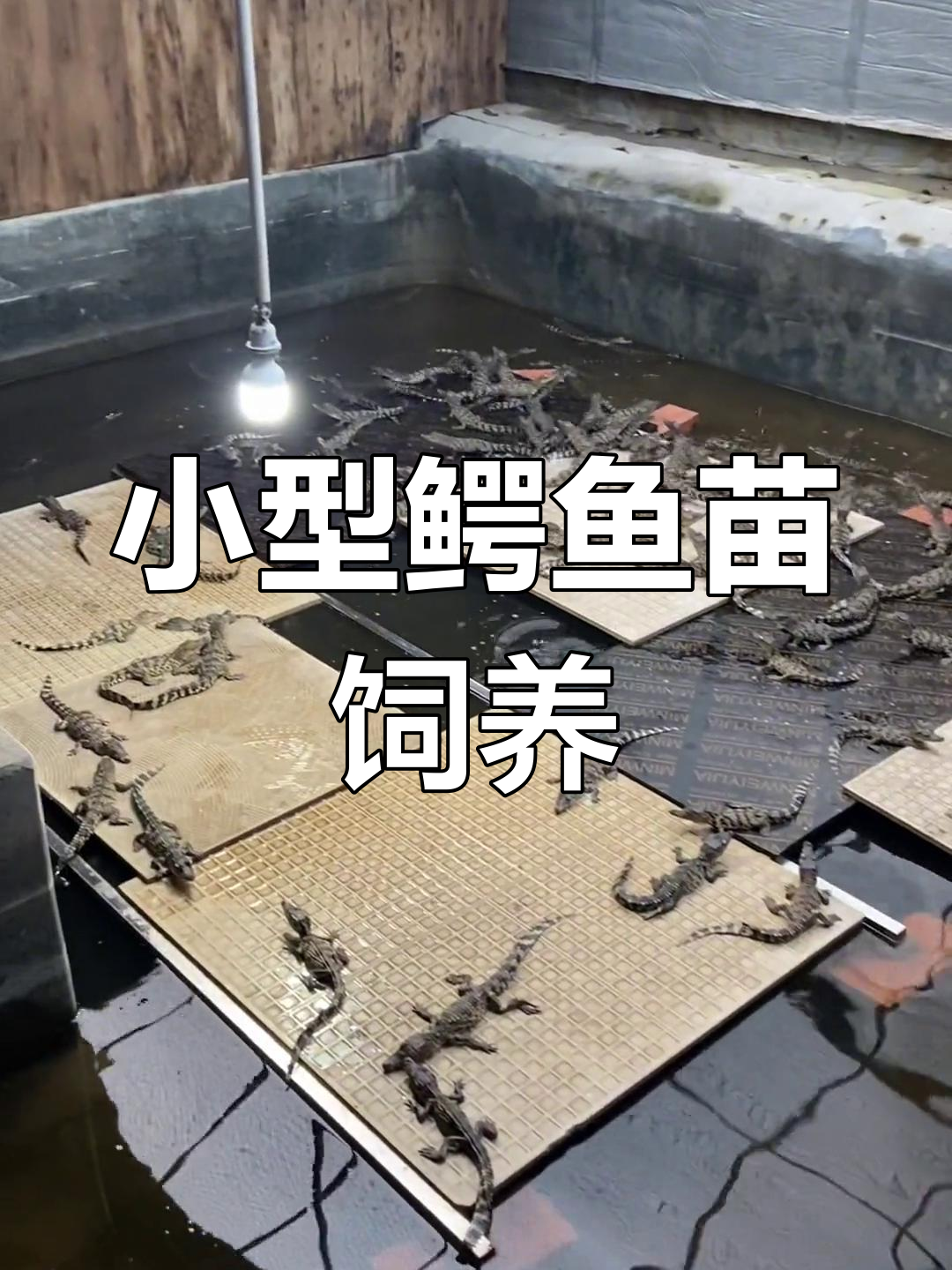 30-40cm鳄鱼苗养殖技巧