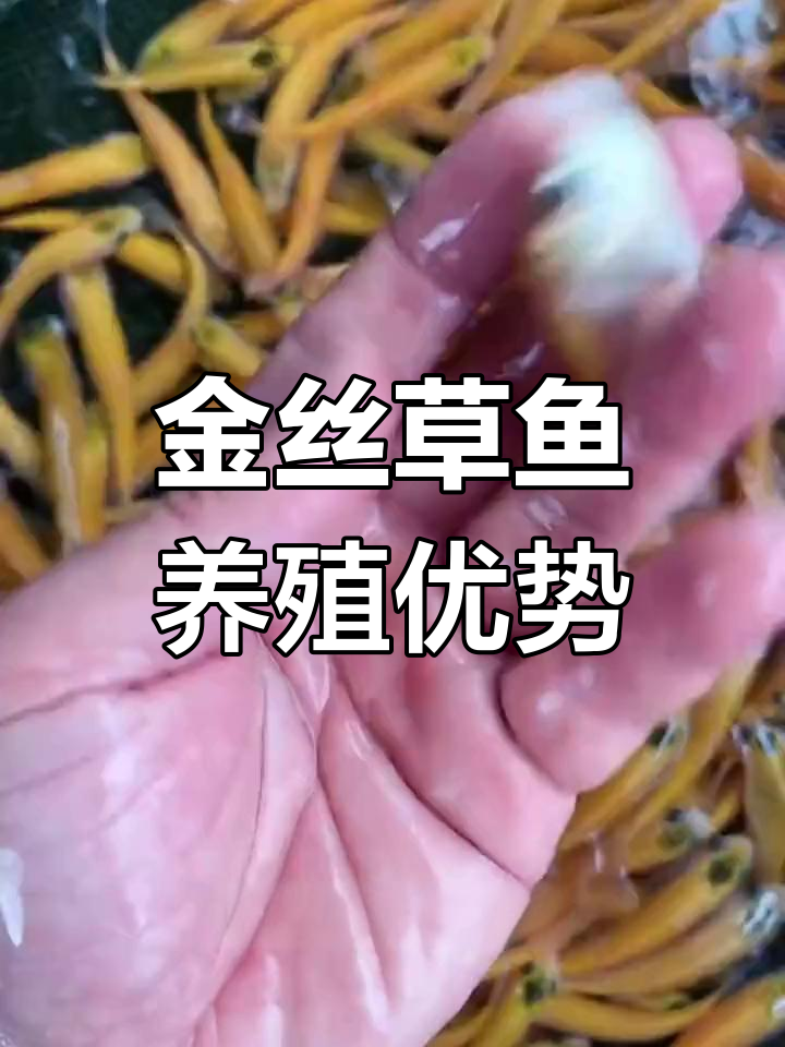 俄罗斯金丝草鱼,耐寒抗热,生长迅速