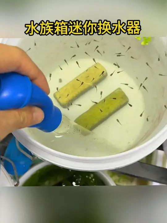 孔雀鱼苗水桶换水，成活率100%
