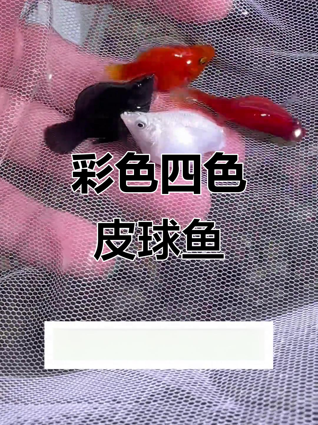 四色皮球鱼,直接生小鱼无需孵化,适合新手养殖
