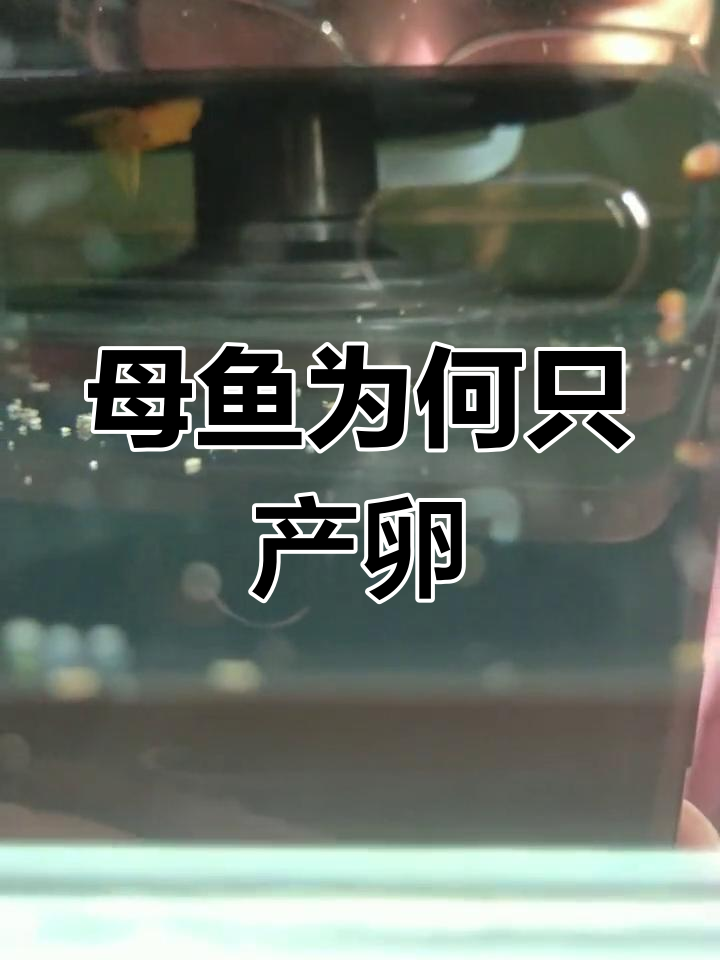 孔雀鱼下蛋原因解析