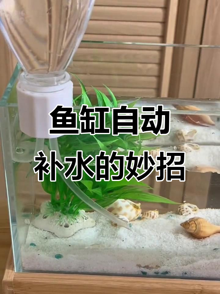 自动补水器让鱼缸无忧,压力差原理轻松搞定