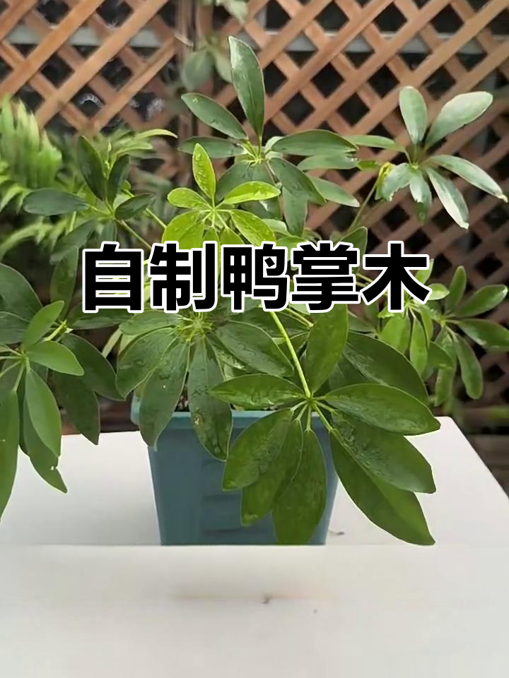 鸭掌木扦插技巧,轻松学会自己种