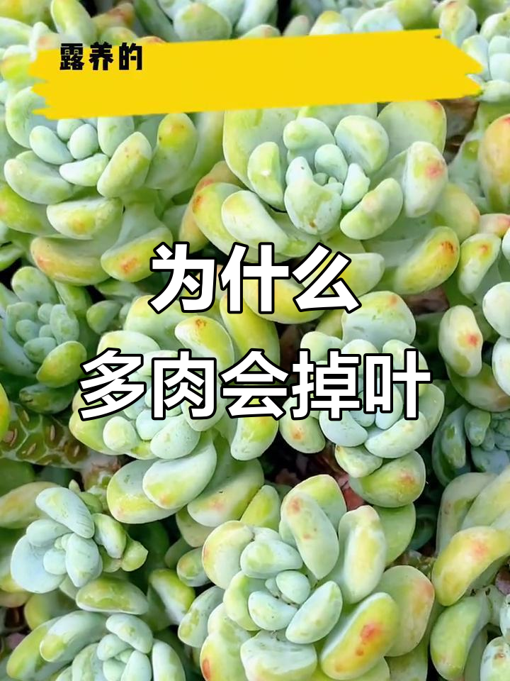 多肉掉叶片的原因及解决方法，三大养护小技巧