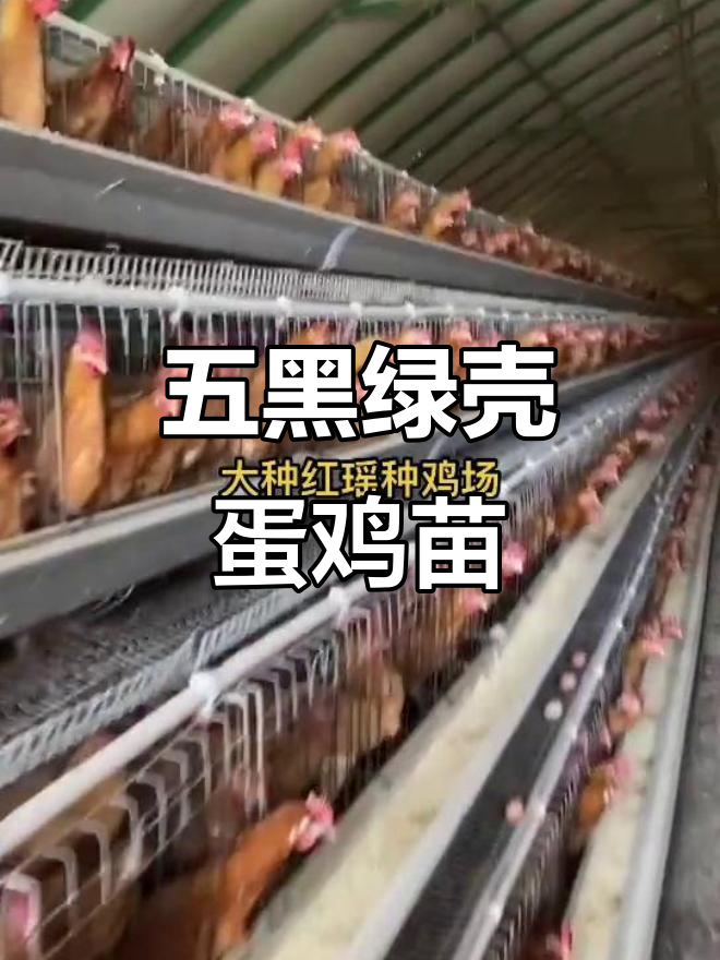 五黑绿壳蛋鸡苗,品质保障,全国发货
