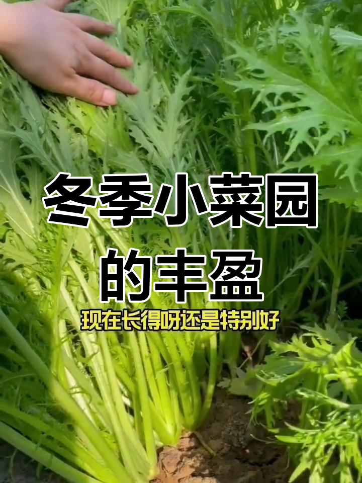冬季菜园里的生机与美味,耐寒蔬菜长势喜人