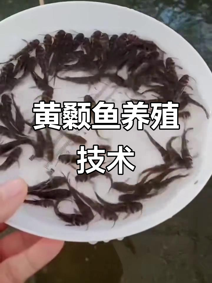 黄颡鱼养殖技巧大揭秘,江西湖南湖北云南等地常见品种解析