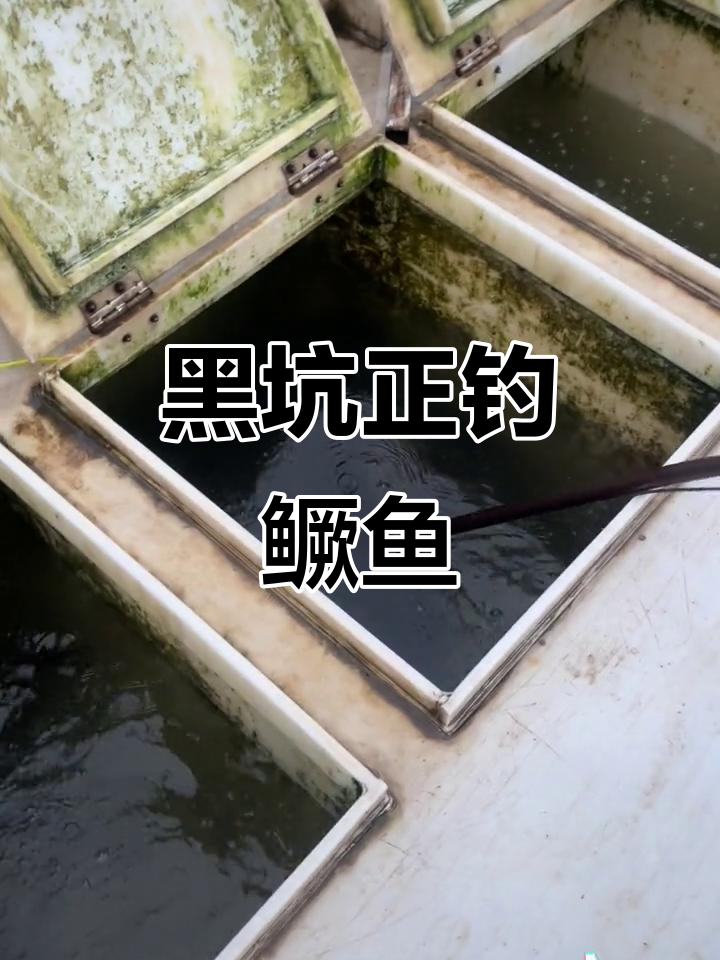 明天16号黑坑钓鳜鱼,皮毛条子完美过关!