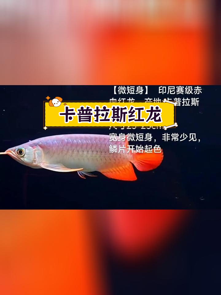 印尼卡普拉斯河赤血红龙,鳞片起色难得一见