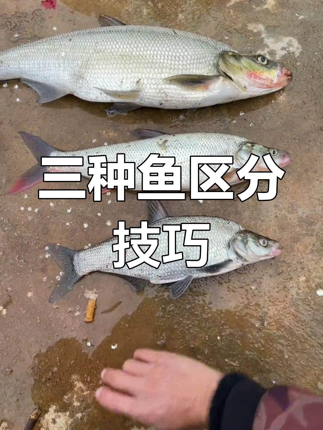 翘嘴、红尾和青稍的区别解析