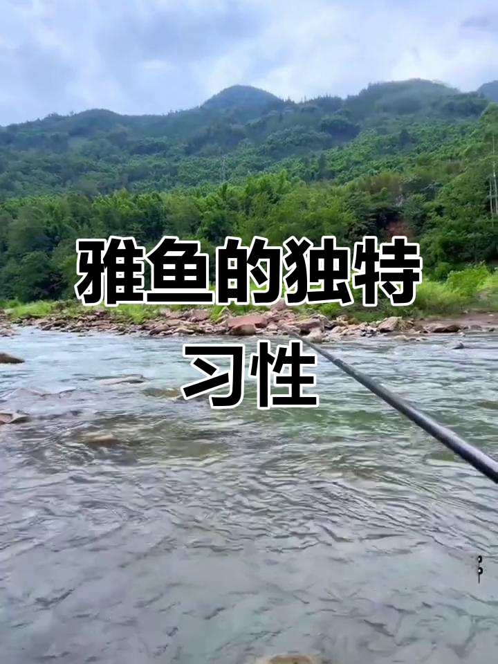 雅鱼肉质鲜美,耐寒力强,喜食青苔与杂粮