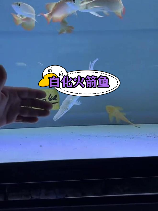 超小体白化火箭,迷你可爱