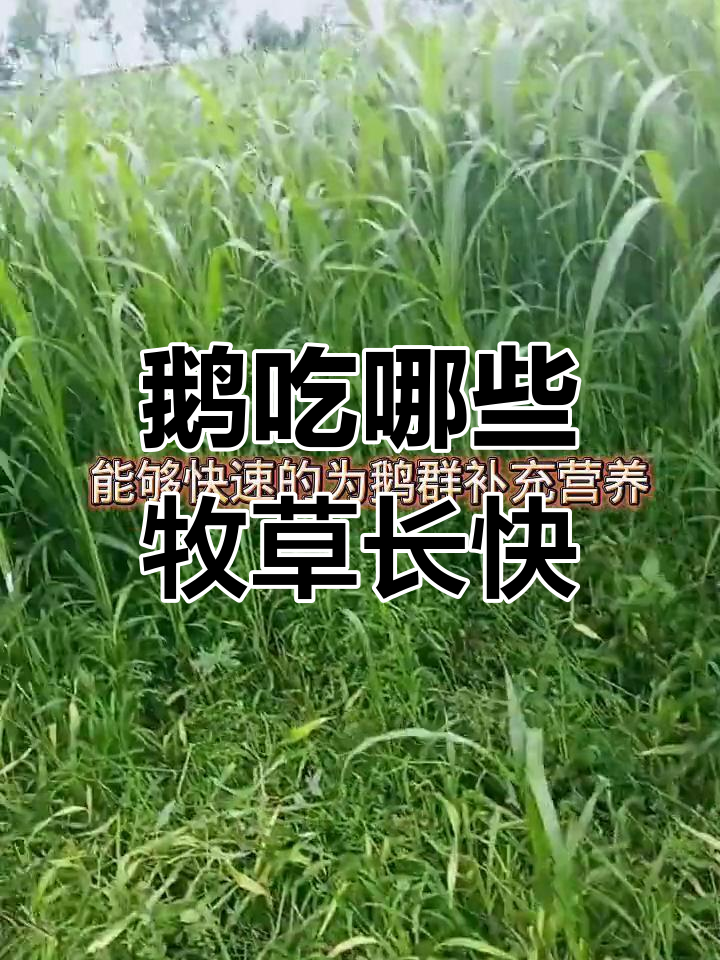 鹅吃什么长得快?这5种牧草最合适