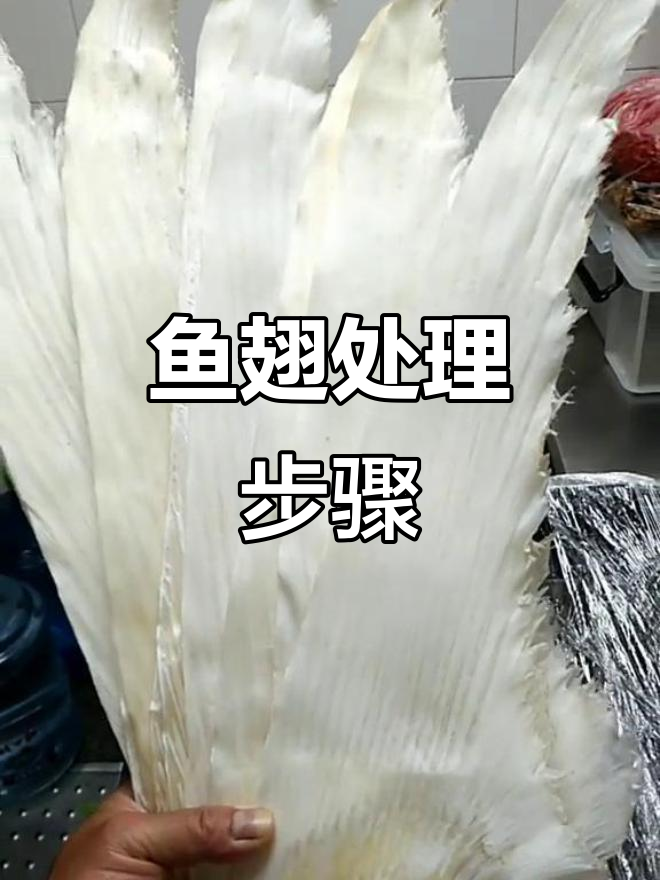 鱼翅干蒸后,去骨浸泡一晚,第二天剪除多余部分