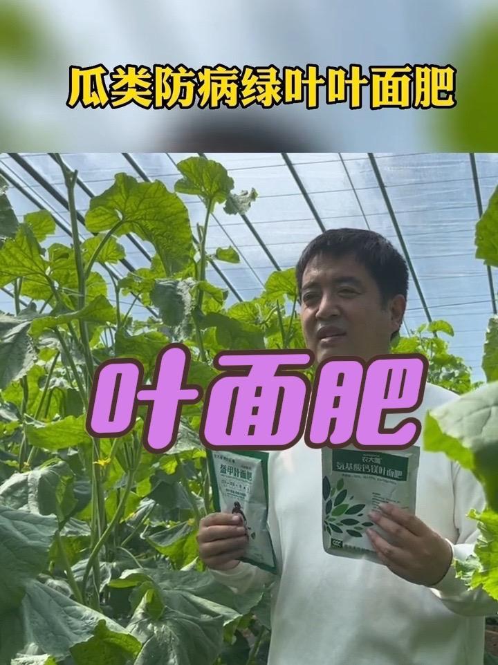 想打叶面肥的不用犹豫,就打他!蔬菜基地 蔬菜种植技术 黄瓜种植技术