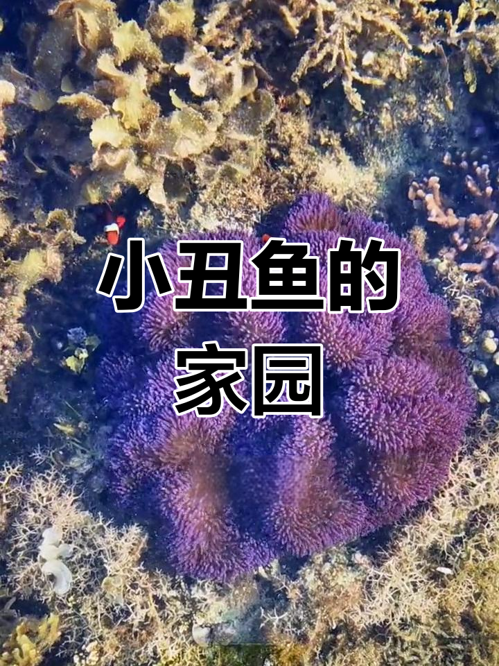 宿务海域的紫色地毯与小丑鱼