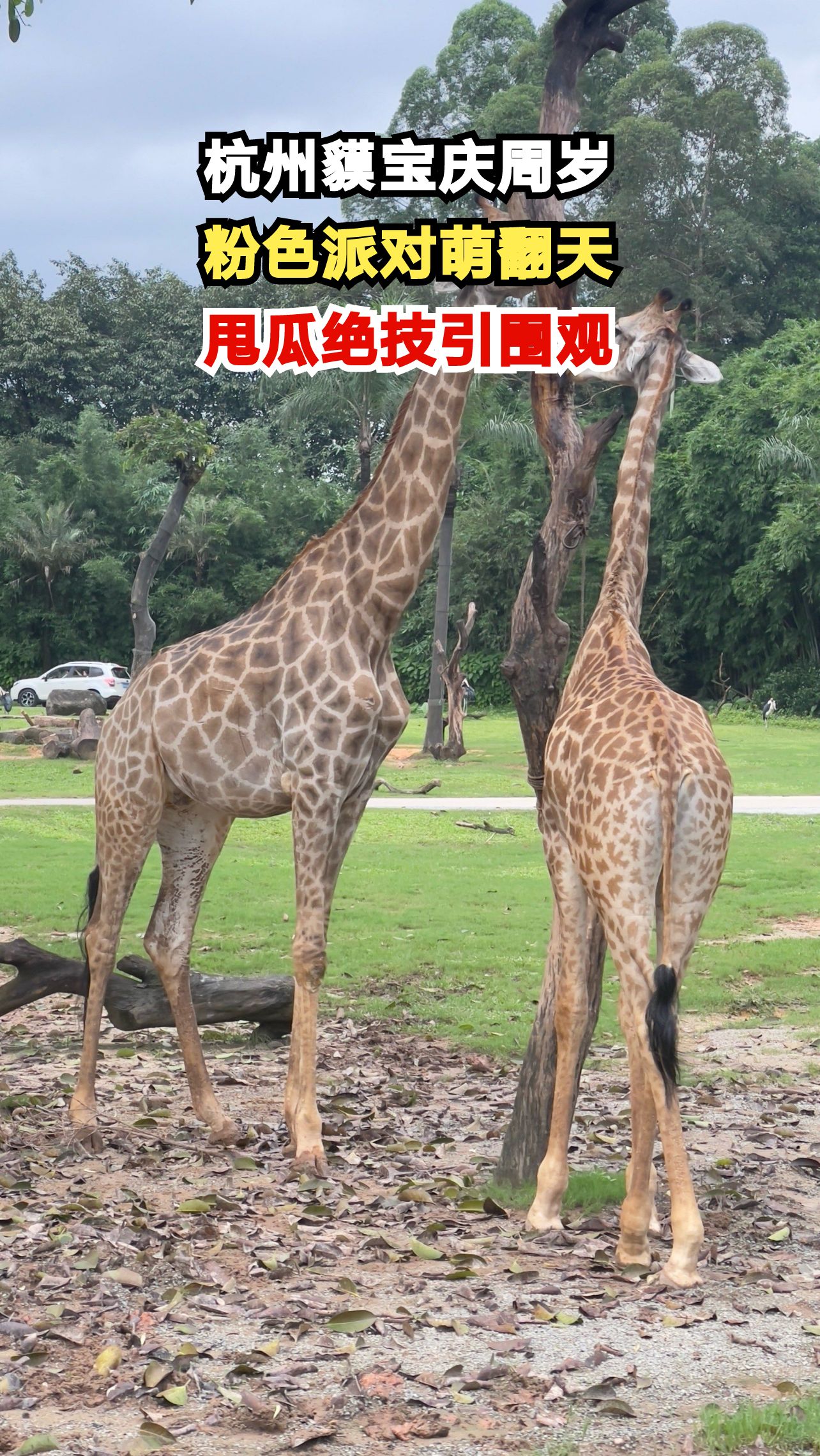 杭州野生动物世界南美貘宝宝周岁啦!粉色派对萌翻游客,甩瓜绝技太吸睛