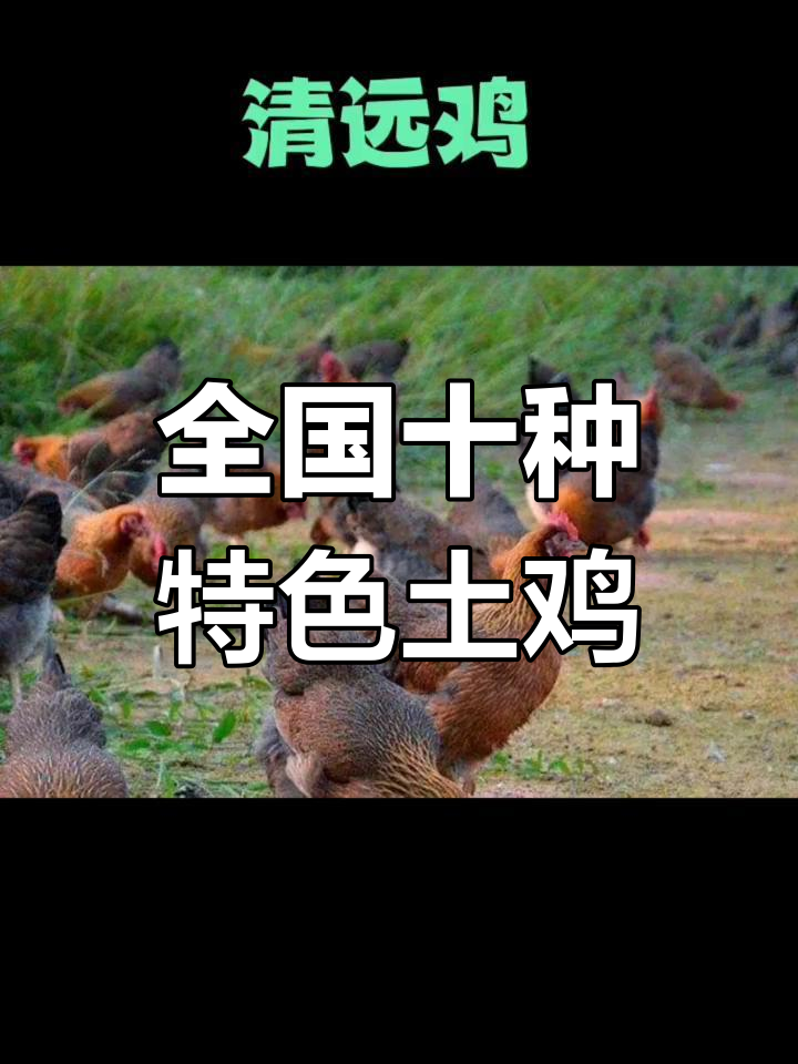 中国十大名鸡品种,你了解几个?