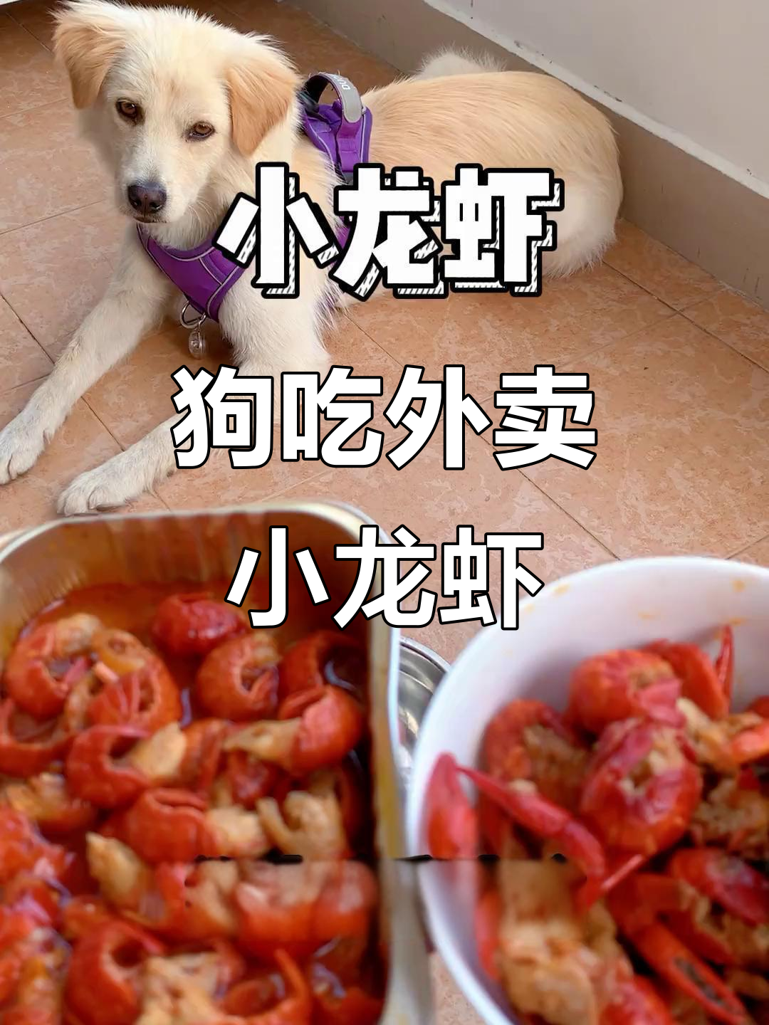 外卖小龙虾和自制大比拼,狗子尝后反应超搞笑