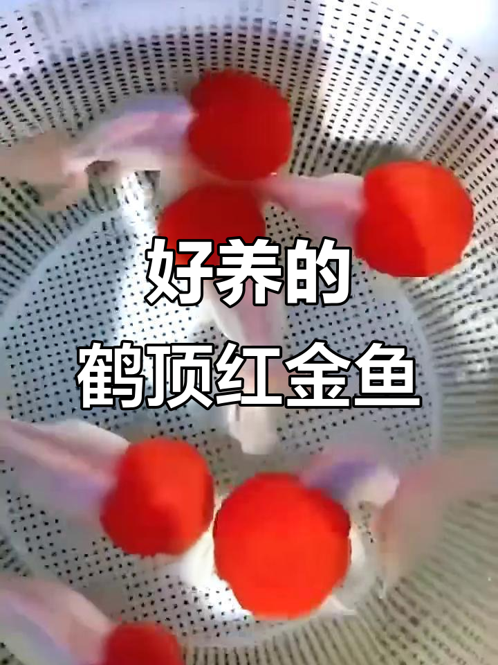 鹤顶红金鱼:鸿运当头,优雅又好养