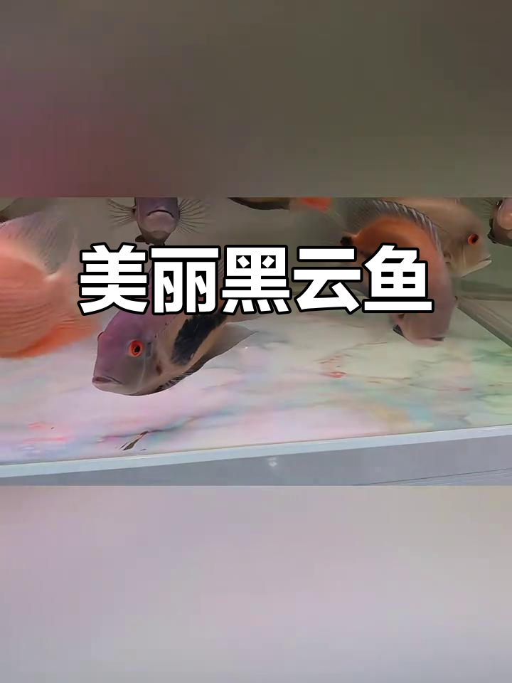 黑云鱼:温顺又艳丽的热带观赏鱼,适合与同体型鱼类混养