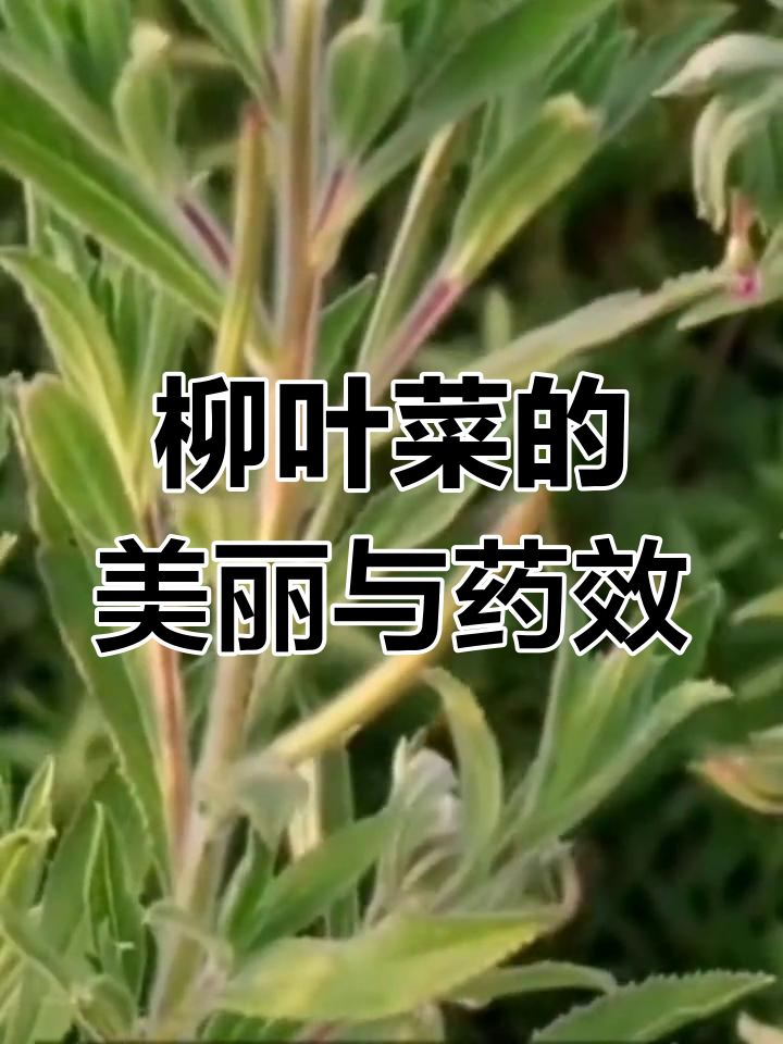 柳叶菜:一种常见田间植物,花朵艳丽又具药用价值
