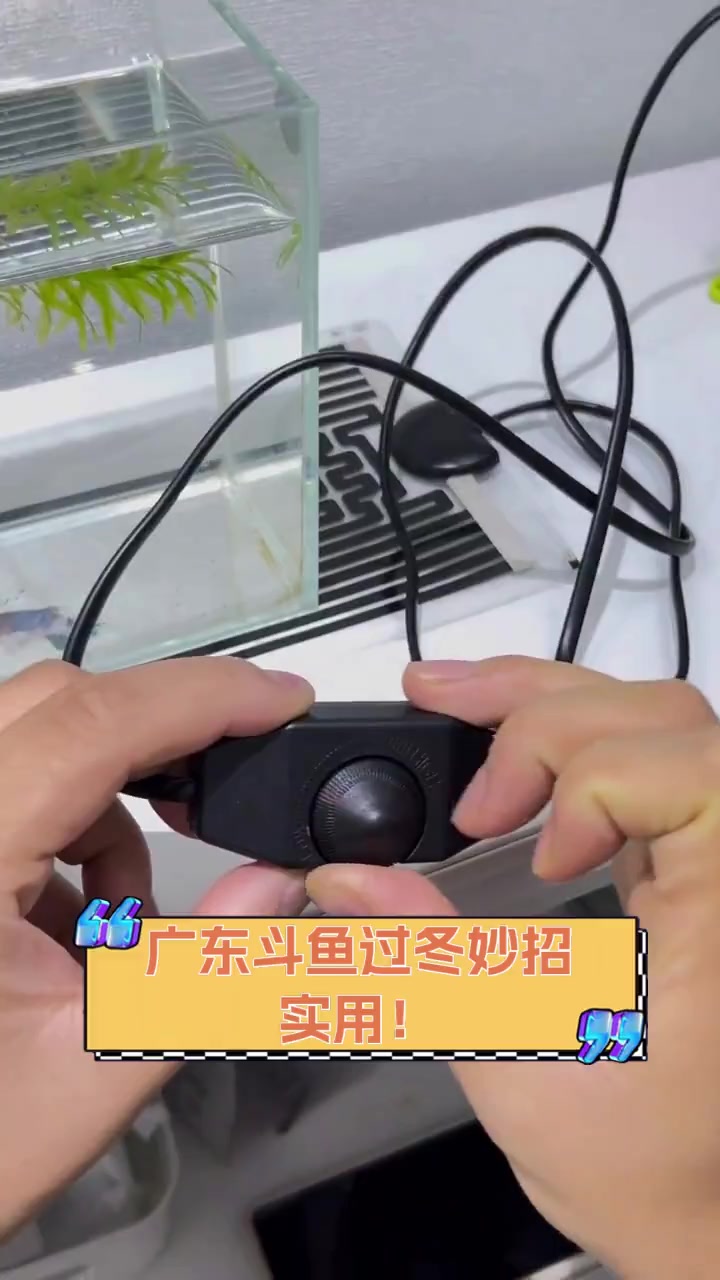 广东斗鱼过冬妙招,实用!