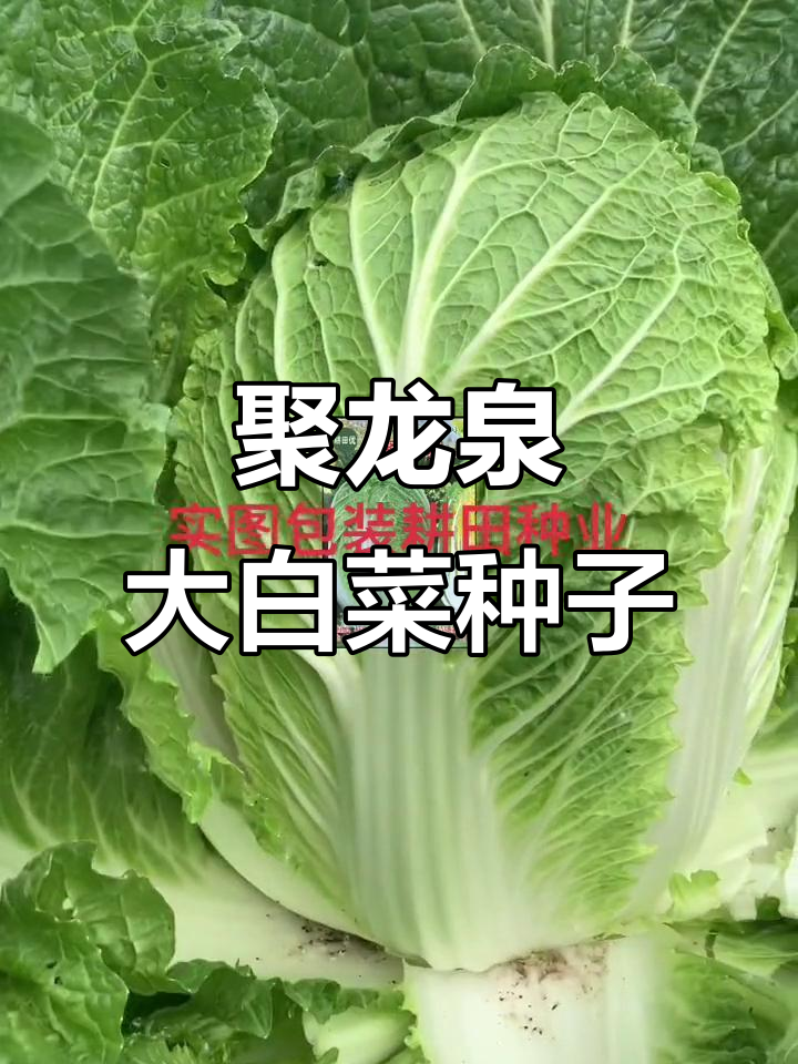 沈阳耕田种业聚龙泉大白菜,春季种植必备优质品种